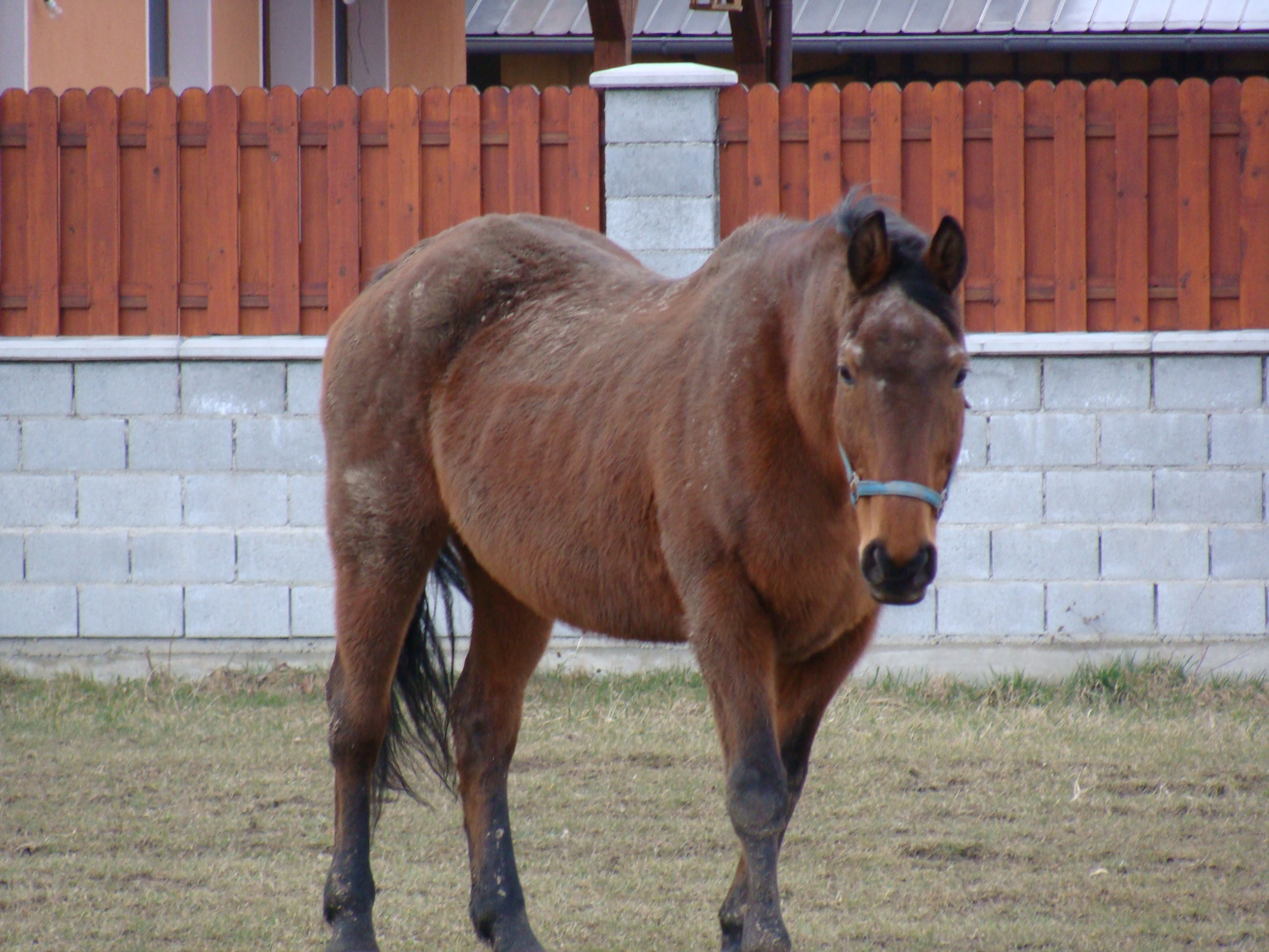 Všehochuť 333.jpg