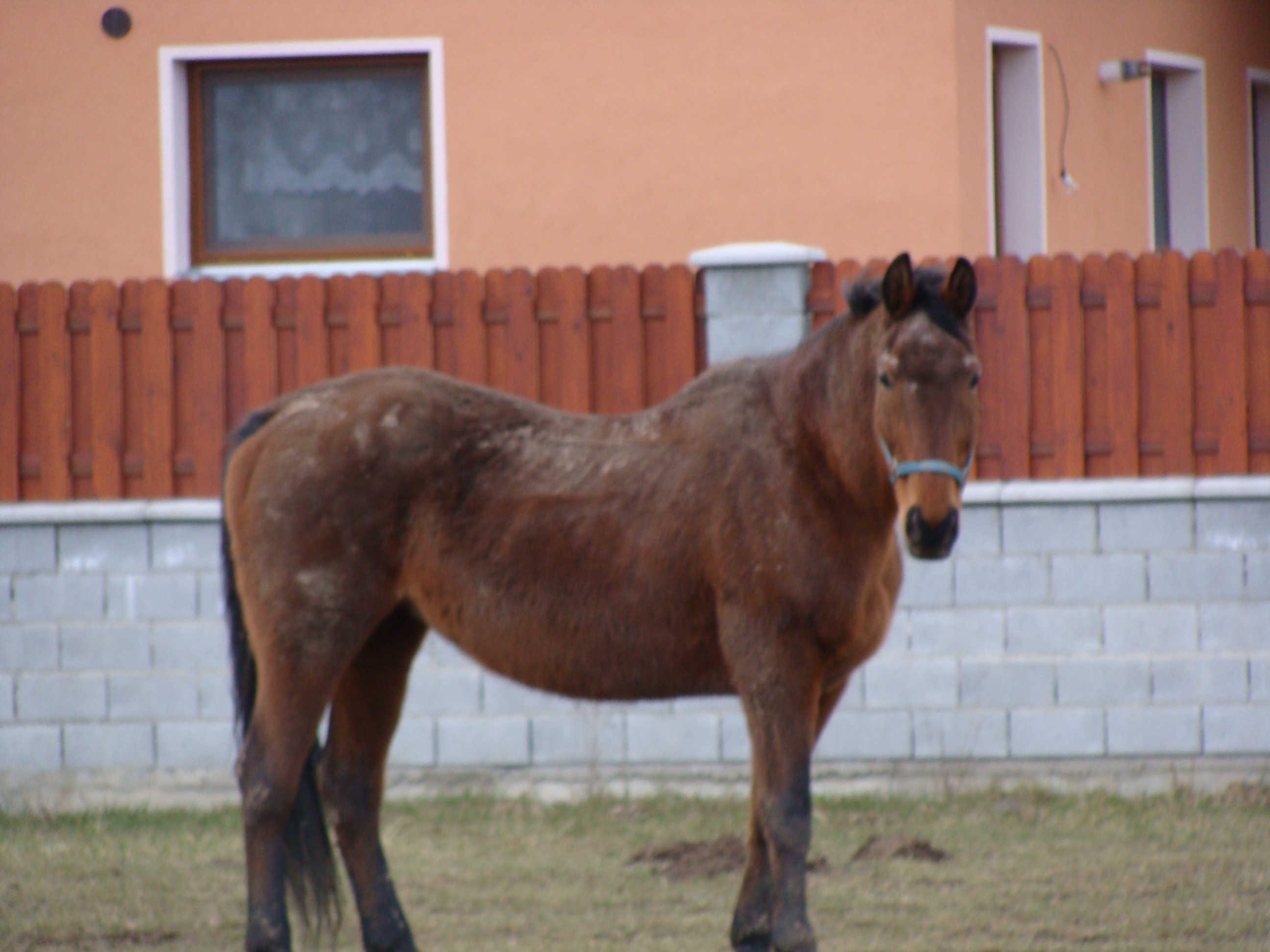 Všehochuť 320.jpg